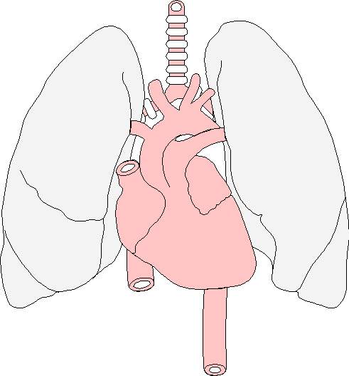 Imagen esquem�tica de los �rganos tor�cicos